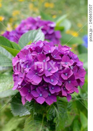 Purple Hydrangea macrophylla bloom over green meadow background 140663507