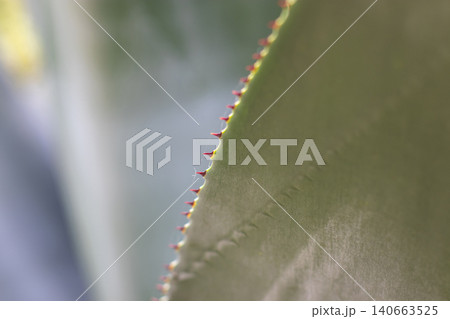 Agave leaf edge with red spines and delicate spider silk in soft morning light Agave leaf edge with red spines and delicate spider silk in soft morning light 140663525