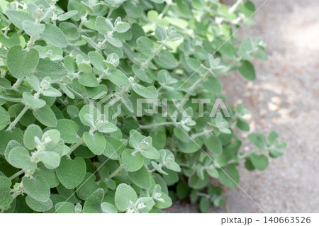 Silvery Pseudodictamnus mediterraneus false dittany growing in Mediterranean landscape Silvery Pseudodictamnus mediterraneus false dittany growing in Mediterranean landscape 140663526