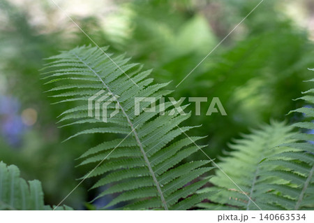 Matteuccia struthiopteris fern fronds close up with shallow depth of field Matteuccia struthiopteris fern fronds close up with shallow depth of field 140663534