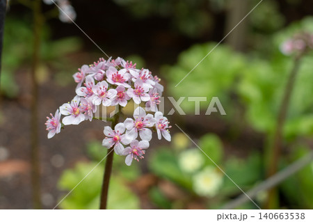 Pink Darmera peltata flowers in rounded cyme close up Pink Darmera peltata flowers in rounded cyme close up 140663538
