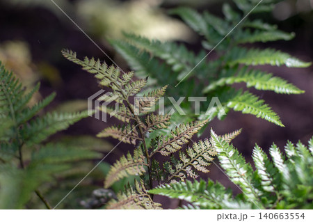 Arachniodes davalliaeformis shiny bristle fern foliage close up Arachniodes davalliaeformis shiny bristle fern foliage close up 140663554