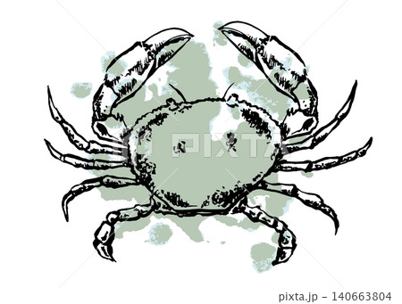 Engraved crab with a mint stain. Vector illustration for restaurant menus and textile design. Engraved crab with a mint stain. Vector illustration for restaurant menus and textile design. 140663804