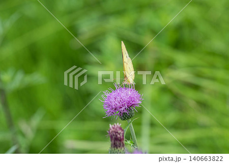 アザミの蜜を吸うモンキチョウ アザミの蜜を吸うモンキチョウ 140663822