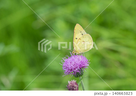 アザミの蜜を吸うモンキチョウ アザミの蜜を吸うモンキチョウ 140663823