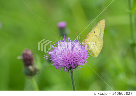 アザミの蜜を吸うモンキチョウ アザミの蜜を吸うモンキチョウ 140663827