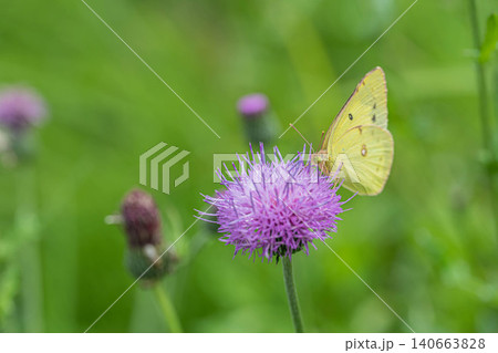 アザミの蜜を吸うモンキチョウ アザミの蜜を吸うモンキチョウ 140663828