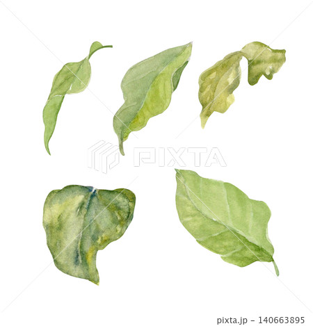 Green magnolia leaves isolated on white background. Hand painted watercolor botanical elements with natural shapes and soft textures perfect for floral design, prints, stationery, decorative projects Green magnolia leaves isolated on white background. Hand painted watercolor botanical elements with natural shapes and soft textures perfect for floral design, prints, stationery, decorative projects 140663895