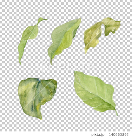 Green magnolia leaves isolated on white background. Hand painted watercolor botanical elements with natural shapes and soft textures perfect for floral design, prints, stationery, decorative projects Green magnolia leaves isolated on white background. Hand painted watercolor botanical elements with natural shapes and soft textures perfect for floral design, prints, stationery, decorative projects 140663895