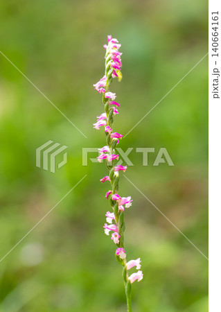 ネジバナの花のクローズアップ ネジバナの花のクローズアップ 140664161