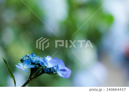 梅雨空に色彩鮮やかに咲き誇るアジサイの花 梅雨空に色彩鮮やかに咲き誇るアジサイの花 140664437