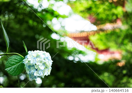 梅雨空に色彩鮮やかに咲き誇るアジサイの花 梅雨空に色彩鮮やかに咲き誇るアジサイの花 140664516