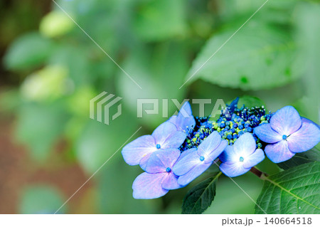 梅雨空に色彩鮮やかに咲き誇るアジサイの花 梅雨空に色彩鮮やかに咲き誇るアジサイの花 140664518
