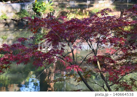 紅葉したモミジと池が広がる静かな庭園の秋景色 紅葉したモミジと池が広がる静かな庭園の秋景色 140664538