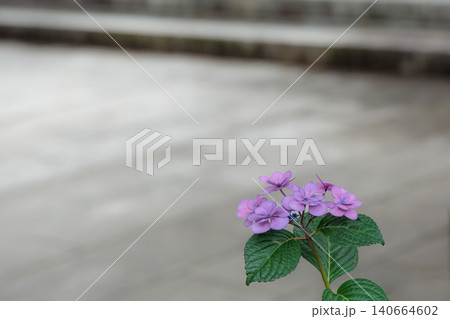 梅雨空に色彩鮮やかに咲き誇るアジサイの花 梅雨空に色彩鮮やかに咲き誇るアジサイの花 140664602