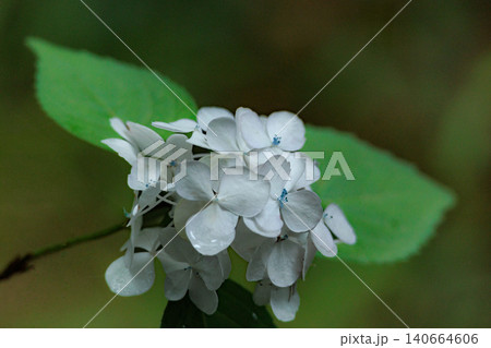 梅雨空に色彩鮮やかに咲き誇るアジサイの花 梅雨空に色彩鮮やかに咲き誇るアジサイの花 140664606