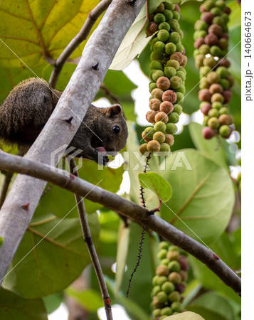 A Squirrel are eating ripe sea grapes 140664673