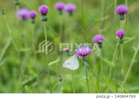 アザミの蜜を吸うモンシロチョウ アザミの蜜を吸うモンシロチョウ 140664769
