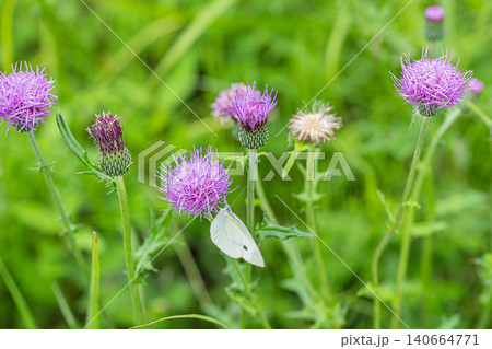 アザミの蜜を吸うモンシロチョウ 140664771