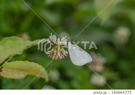 シロツメクサの蜜を吸うモンシロチョウ 140664775