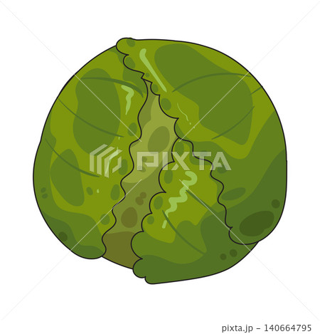 Illustration of Savoy cabbage Illustration of Savoy cabbage 140664795