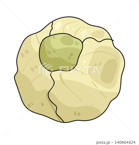 Illustration of White cabbage Illustration of White cabbage 140664824