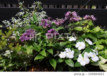 ペンタスとニチニチソウの寄せ植え ペンタスとニチニチソウの寄せ植え 140664881