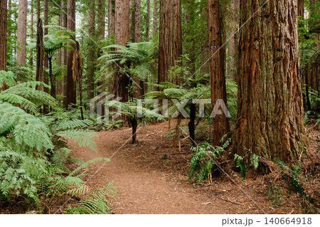 Redwoods - Rotorua 140664918