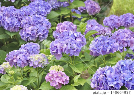 紫の紫陽花 140664957