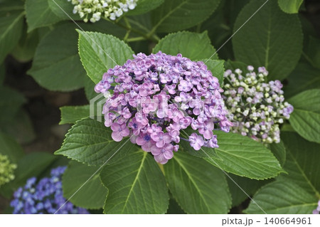 桃色の紫陽花 桃色の紫陽花 140664961