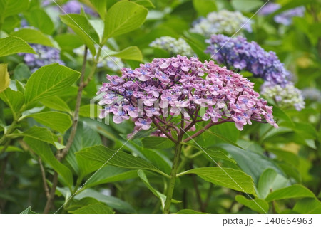 紫の紫陽花 紫の紫陽花 140664963