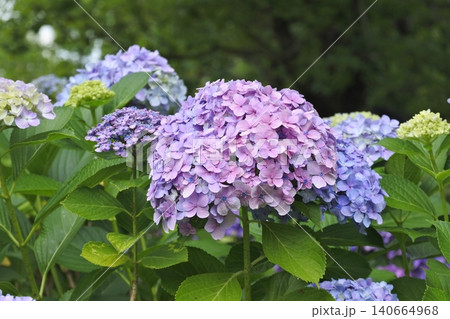 紫の紫陽花 紫の紫陽花 140664968