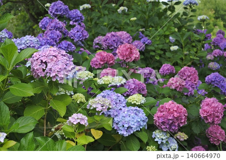 カラフルな紫陽花 カラフルな紫陽花 140664970