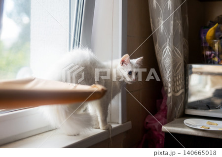 Fluffy white kitten perched on sunlit windowsill Fluffy white kitten perched on sunlit windowsill 140665018