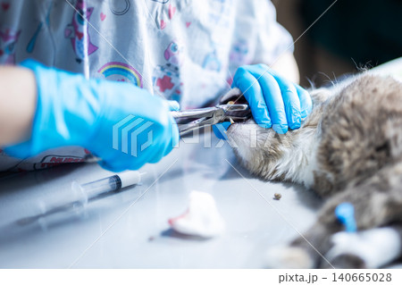 Veterinarian trimming cat claws on stainless steel table 140665028
