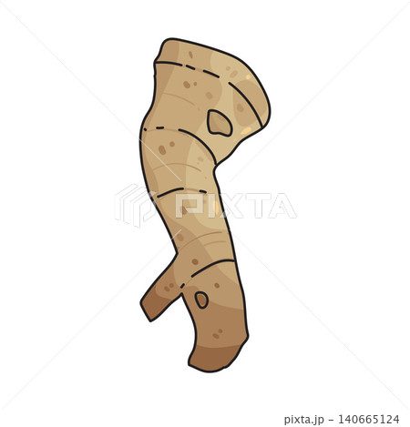 Illustration of Horseradish Illustration of Horseradish 140665124