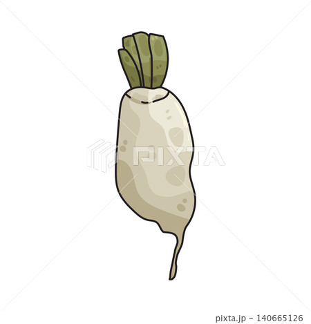 Illustration of Daikon Radish Illustration of Daikon Radish 140665126