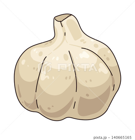 Illustration of Garlic Illustration of Garlic 140665165
