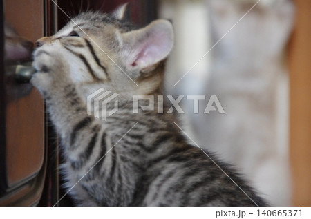 取っ手をかじるいたずら子猫 取っ手をかじるいたずら子猫 140665371