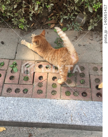 Charming and chubby cat playfully exploring the outdoors, with fluffy fur and a curious expression. Full of energy and joy, perfect for cat lovers who enjoy watching playful, happy moments! 140665417