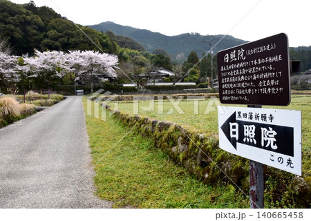 福岡県朝倉市　秋月城下町（秋月城跡）の日照院案内板と満開桜 140665458