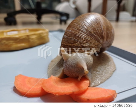 Fresh snail with a glossy shell and tender texture, commonly used in savory dishes. Perfect for seafood recipes or traditional culinary preparations. 140665556