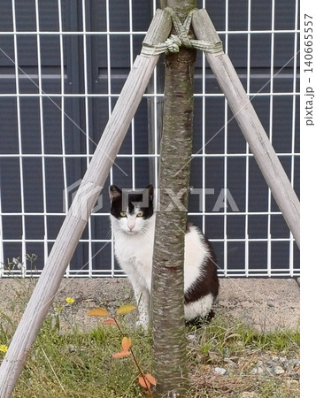Charming and chubby cat playfully exploring the outdoors, with fluffy fur and a curious expression. Full of energy and joy, perfect for cat lovers who enjoy watching playful, happy moments! 140665557