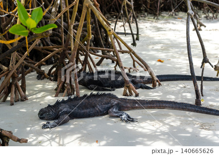 Marine iguanas resting under mangrove trees at Tortuga Bay, Galapagos, Ecuador 140665626