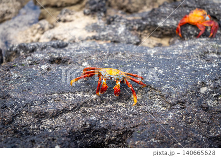 Vibrant red sally lightfoot crab on Isabela Island rocks, Galapagos, Ecuador Vibrant red sally lightfoot crab on Isabela Island rocks, Galapagos, Ecuador 140665628
