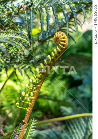 Young curled fern frond unfurling in a lush green environment Young curled fern frond unfurling in a lush green environment 140665655