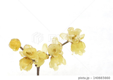 蝋梅の花 140665660