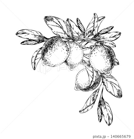 Lemon branch vintage botanical illustration with Mediterranean citrus fruits. Engraved botanical vector sketch for Italian limoncello label, restaurant menu, or organic food package design 140665679