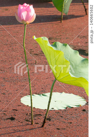 蓮の花と葉の落ちた花びら 140665682