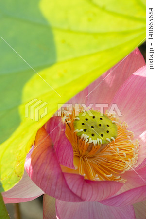 ハスの花 140665684